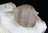 Big Thaleops Trilobite From Wisconsin - World Class Specimen #31720-4